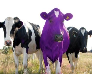 Bənövşəyi İnək  (Purple Cow) Nədir ?